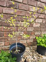 Sternmagnolie - Magnolia stellata Nordrhein-Westfalen - Kerpen Vorschau