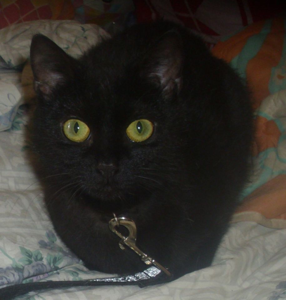 Kleine schwarze Katze  abzugeben in Schmalkalden