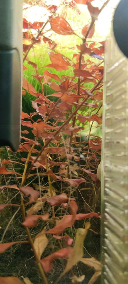 Ludwigia palustris Super Red Mini in Bremen