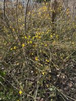 Winterjasmin Abkömmlinge Baden-Württemberg - Volkertshausen Vorschau