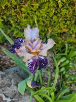 Iris schwertlilie Niedersachsen - Rehburg-Loccum Vorschau