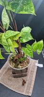 Syngonium Panda Galaxy Rheinland-Pfalz - Bescheid bei Hermeskeil Vorschau