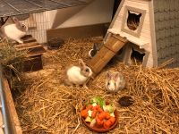 Ich helfe bei der Vergesellschaftung von Kaninchen Hessen - Diemelstadt Vorschau