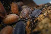 Porcellio Scaber „Party Mix“ Isopod Assel Nordrhein-Westfalen - Wülfrath Vorschau