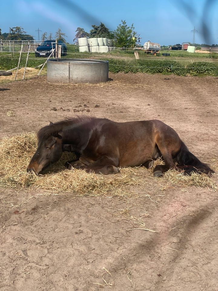 Kinderreitkurs Sommerferien Tostedt/Nds in Heidenau