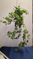 Künstlicher Efeu Pflanze Kletterpflanze 100x40x20cm Nordrhein-Westfalen - Gelsenkirchen Vorschau