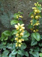 Goldnessel Bodendecker Schatten panaschiertes Blatt gelbe Blüten Hannover - Bothfeld-Vahrenheide Vorschau