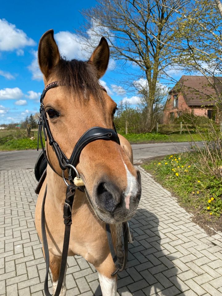 Freizeit Pony in Flensburg