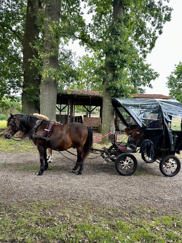 Mini Shetty Pony Welsh Kutsche Wagen in Marklohe