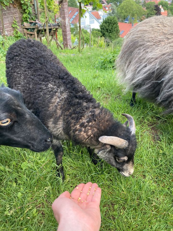 Ouessant Böckchen in Stuttgart