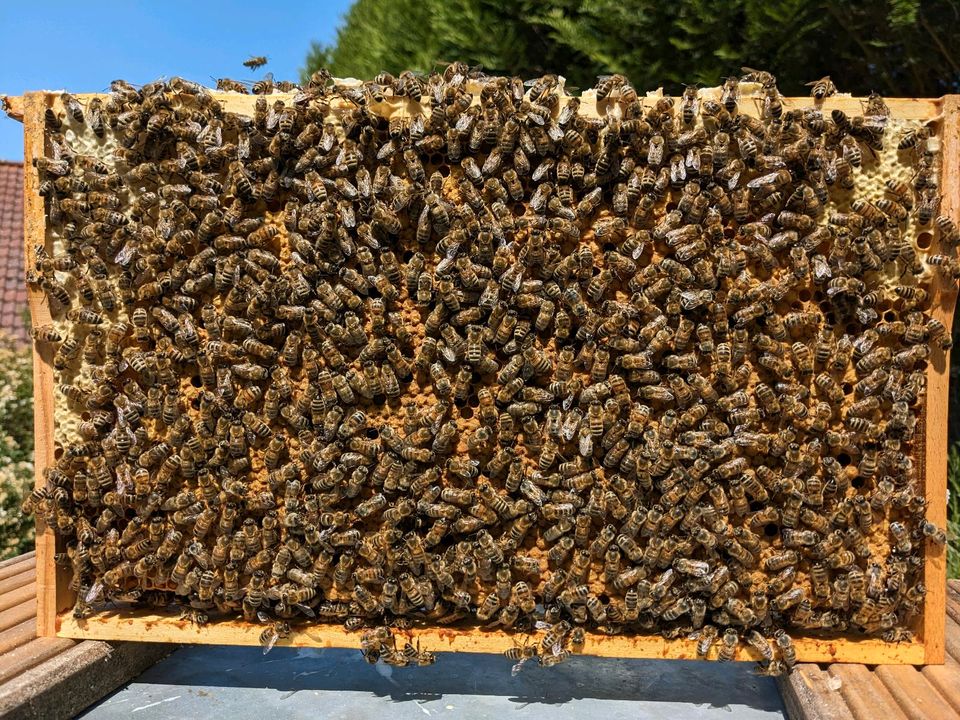 Bienen Bienenvolk Carnica DNM in Fulda