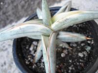 Sansevieria suffroticosa Blue Clone white variegated (1) Baden-Württemberg - Rheinstetten Vorschau