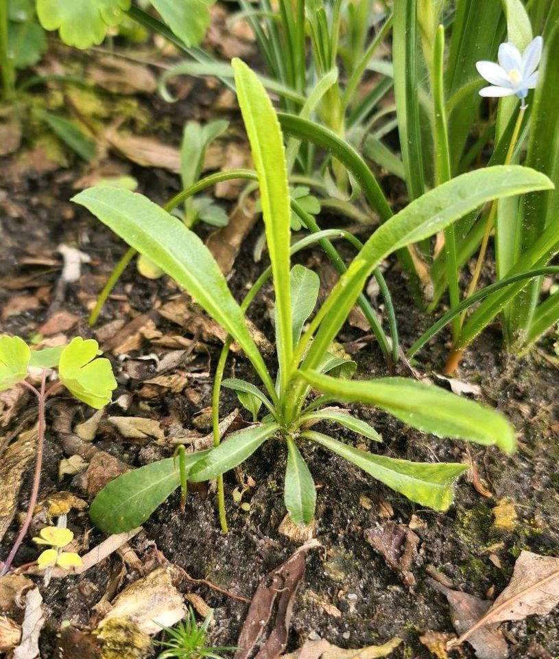 Glockenblume * Ableger * Staude in Edewecht