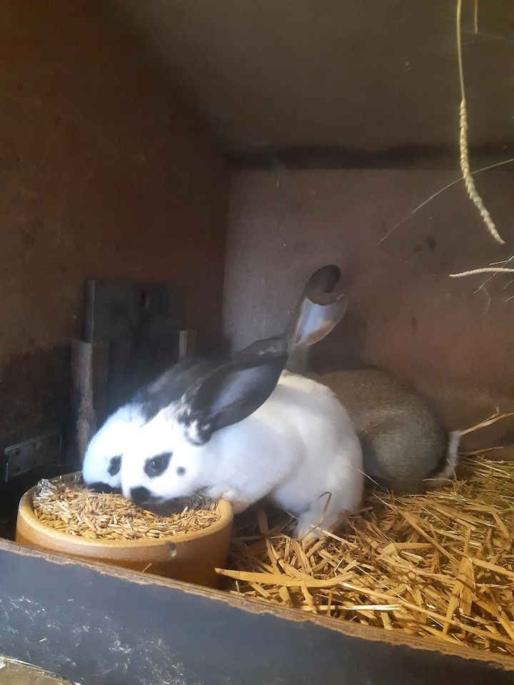 Deutsche Riesen Kaninchen Hasen in Göttingen