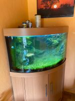 Aquarium als Eckschrank mit  Fischen // 50€ ❌ Rheinland-Pfalz - Frei-Laubersheim Vorschau