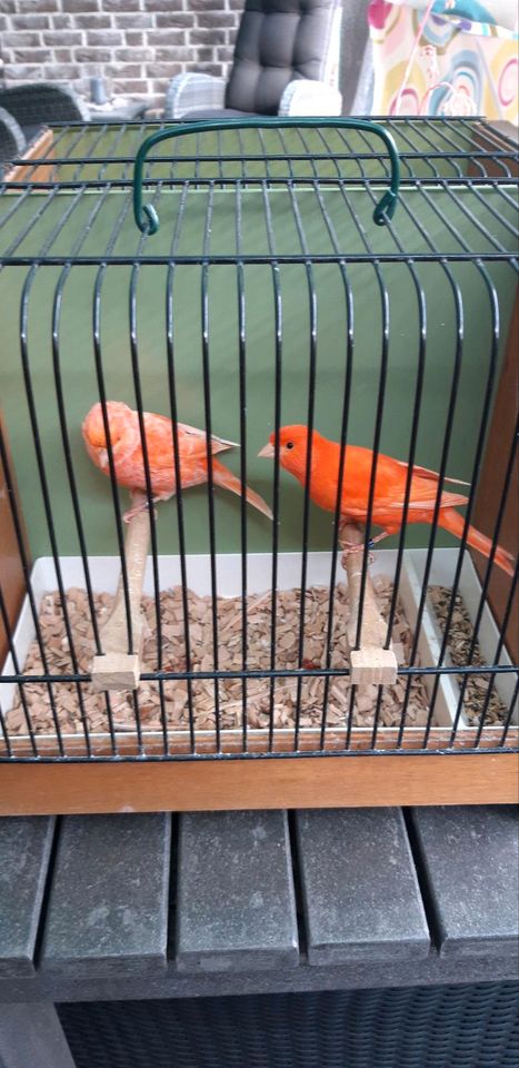 Kanarienvögel Paar rot in Straelen