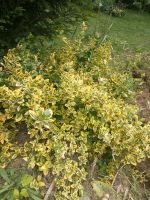 Goldbunter Kriechspindel euonymus Sachsen - Limbach-Oberfrohna Vorschau