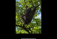 Imker fängt Bienenschwam Baden-Württemberg - Flein Vorschau