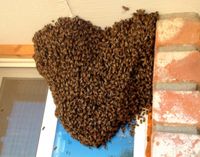 Wildbienen, Bienenschwarm, Bienen, Schwarm einfangen Niedersachsen - Landesbergen Vorschau