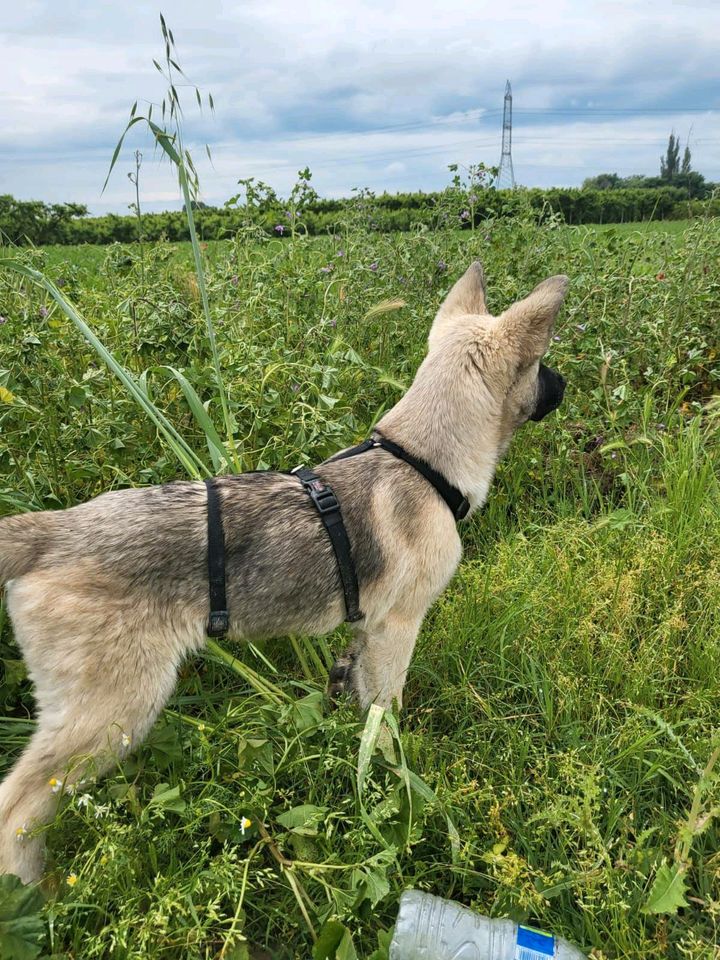 JOSIE Schäferhund Mischling Welpe Tierschutz Hund in Minden