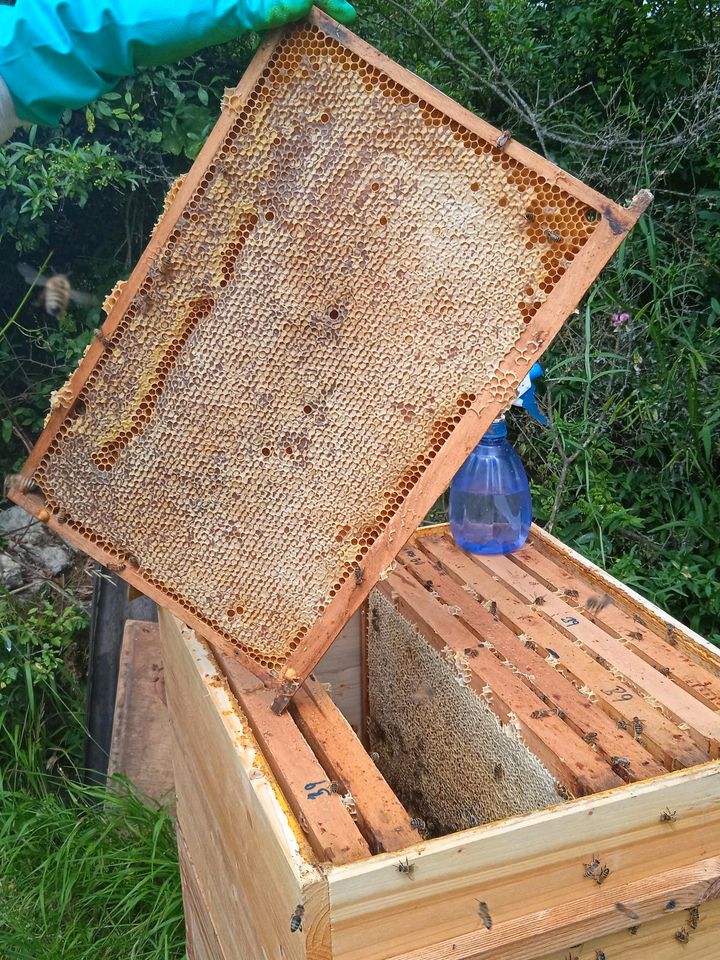 Bienenpatenschaft 2024 Honig für Bienen in Ochsenfurt