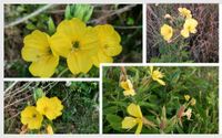 Nachtkerze Samen Insektenfreundlich Oenothera biennis Nordrhein-Westfalen - Euskirchen Vorschau