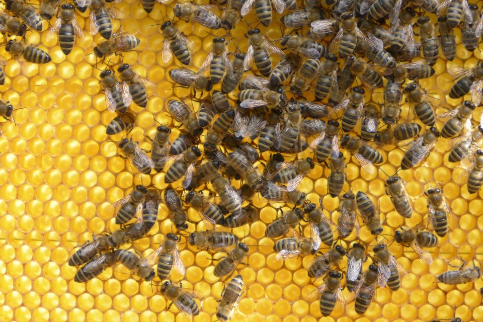Bienenhonig aus eigener Imkerei - regional, naturbelassen in Hötensleben