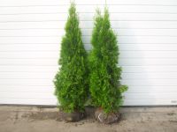 thuja smaragd edelthuja 180-200cm immergrün lebensbaum Lingen (Ems) - Wachendorf Vorschau