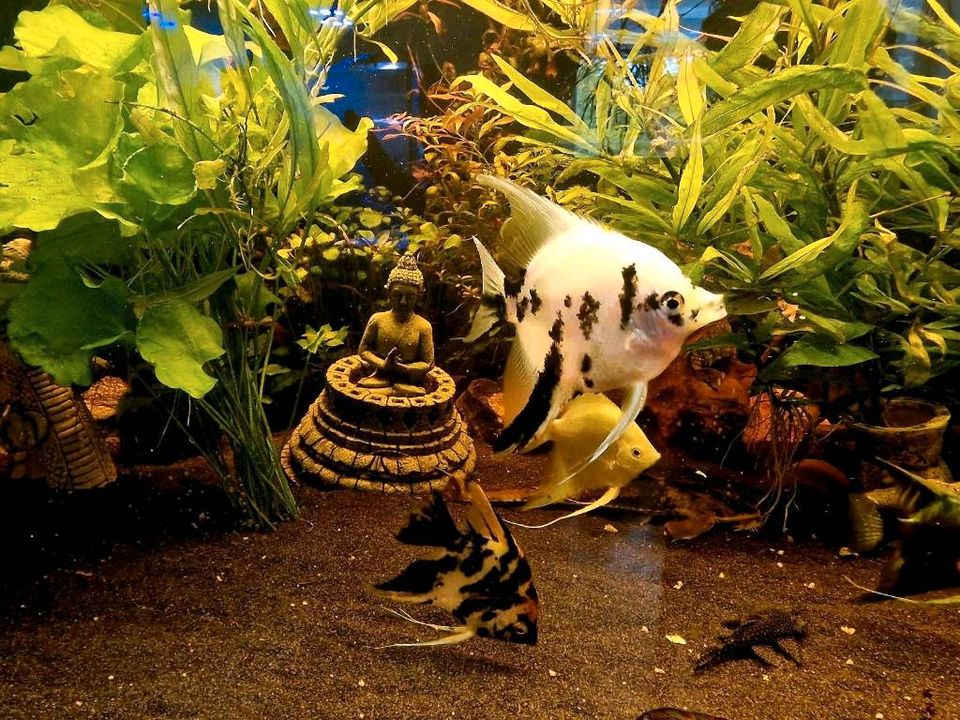 ➡️  Aquarium Fische: hier 9 x Skalar Gruppe inkl. Pärchen ❗ in Gelsenkirchen
