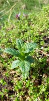 Pfefferminz- Pflanzen zu verkaufen Mecklenburg-Vorpommern - Samtens Vorschau