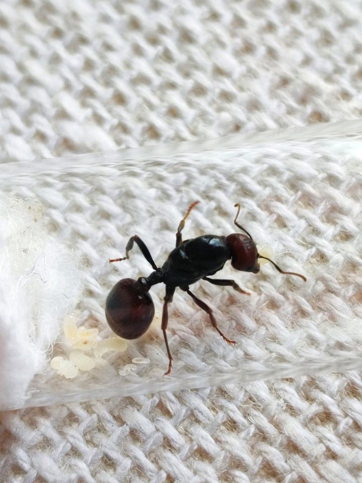 Messor Barbarus, Red Head & extra Red Ameisenkolonie Queen in Düsseldorf