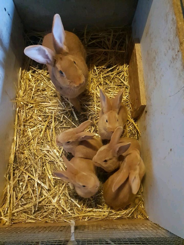 Kaninchen abzugeben in Warendorf