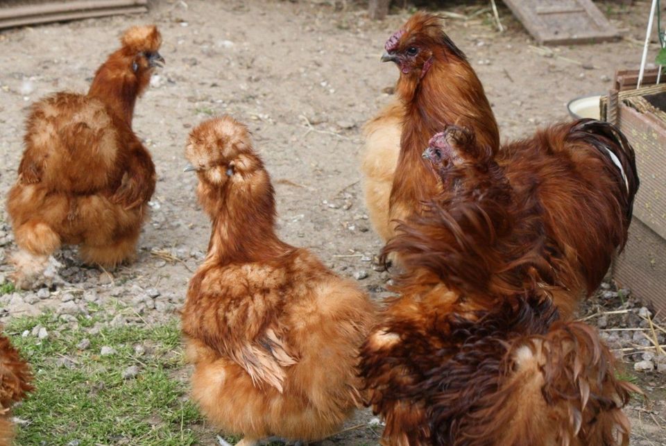 (Brut) Eier von versch. Hühnern, Enten, Gänsen und Puten in Schwarzach