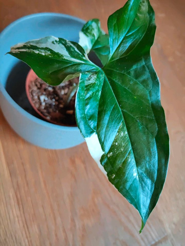 Syngonium albo variegata Pflanze in Bielefeld