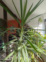 Yucca Palme Zimmerpflanze Sachsen-Anhalt - Droyßig Vorschau