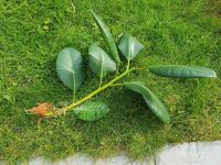 Ableger von Ficus (Gummibaum), bewurzelt Niedersachsen - Wolfsburg Vorschau