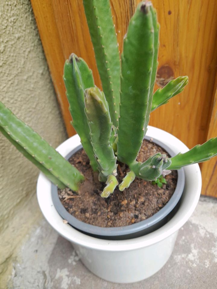 Kaktus ohne Stacheln blüht weinrot in Murrhardt