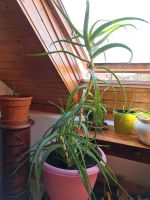 Große Aloe Vera Pflanze Bayern - Zeilarn Vorschau