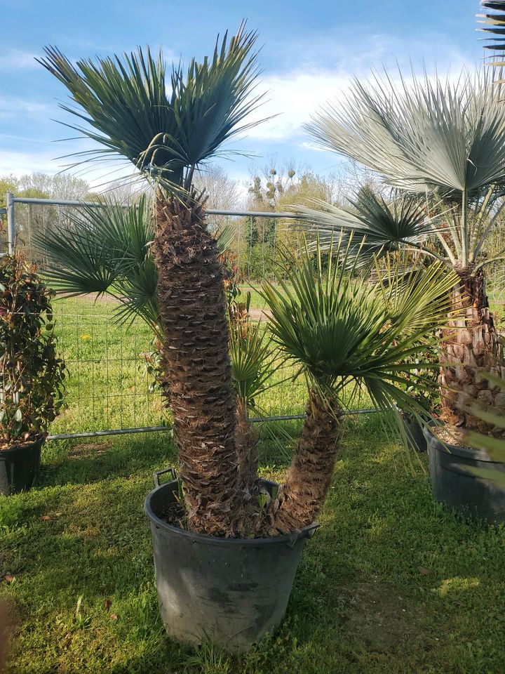 Humilis Palme in Eschbach