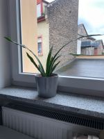 Pflanze zu verkaufen Rheinland-Pfalz - Mainz Vorschau