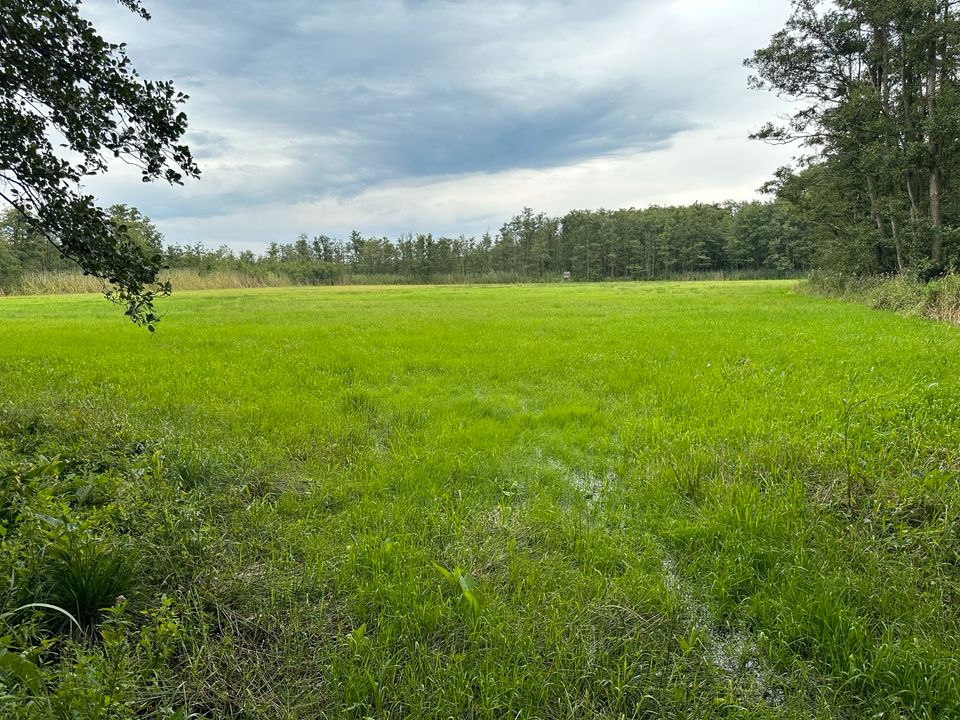 Wiese/Grünland zu verpachten in MV Naturschutzgebiet 20400 m2 in Ueckermuende