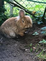 Kaninchenkastrat sucht Kaninchendame [ Kaninchen ] Berlin - Zehlendorf Vorschau