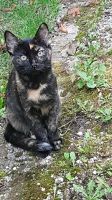 Katze vermisst Baden-Württemberg - Geisingen Vorschau