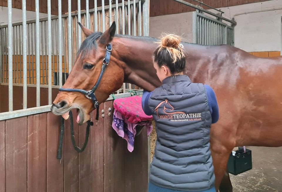 Horseteopathie - ganzheitliche Pferdeosteopathie Physiotherapie in Struppen