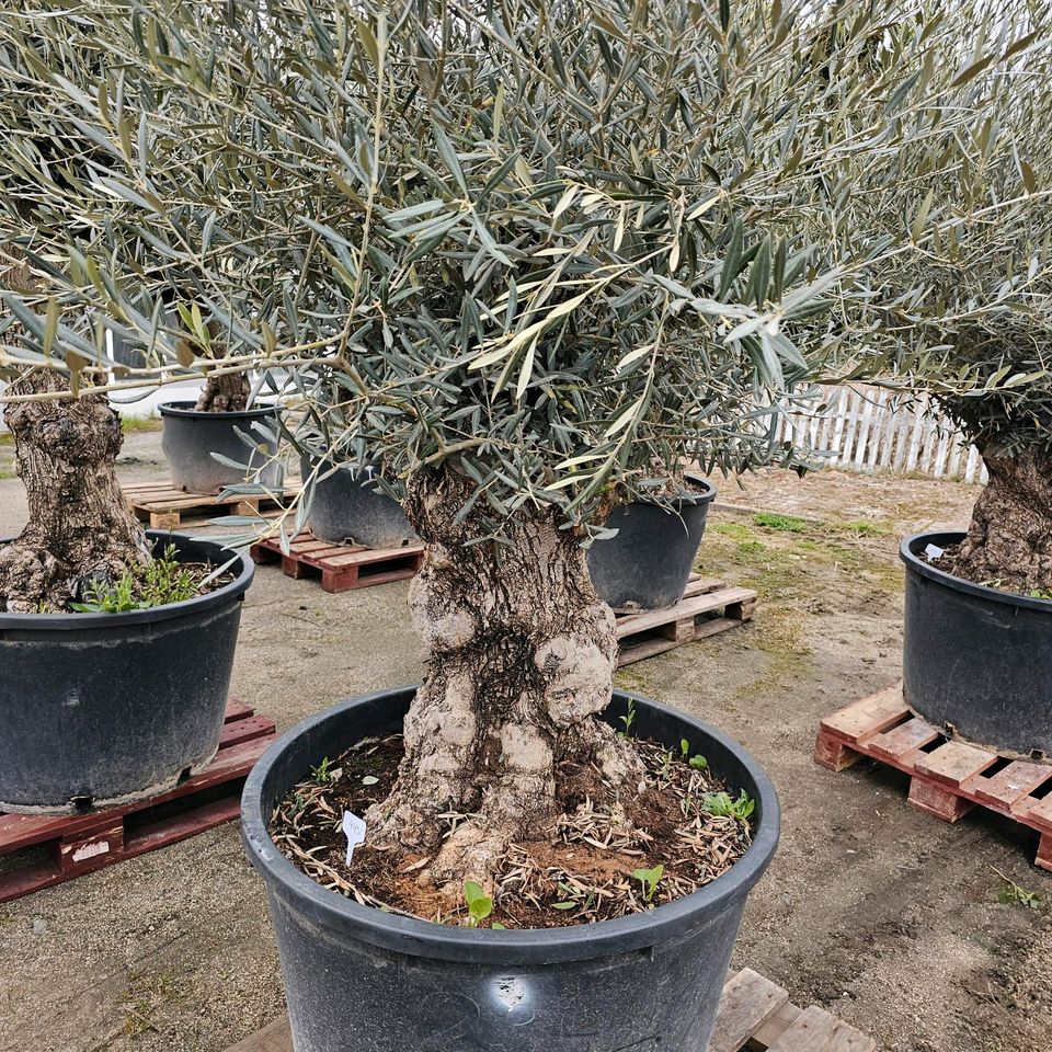 Olivenbaum Olea europea Bonsai Gartenpflanze in Wiesbaden