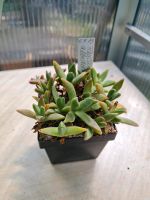 Topf Faucaria albidens 2019 pikieren Sukkulenten Niedersachsen - Rühen Vorschau