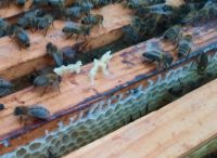Bienenvolk auf Zanderrähmchen Bayern - Altfraunhofen Vorschau