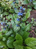 Günsel - ein sehr beliebter Bodendecker blau blühend (Sonderpreis Rheinland-Pfalz - Lahnstein Vorschau
