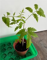 Tomaten Pflanze Gargamel Nordrhein-Westfalen - Harsewinkel Vorschau