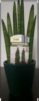 Sansevieria Twister Sachsen - Schönbach Vorschau